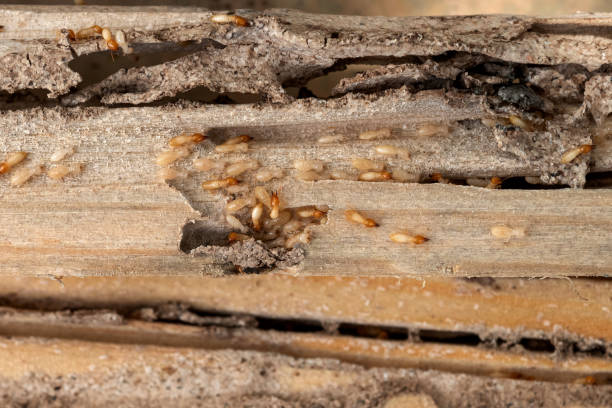 Best Cockroach Control Services  in Morton Grove, IL